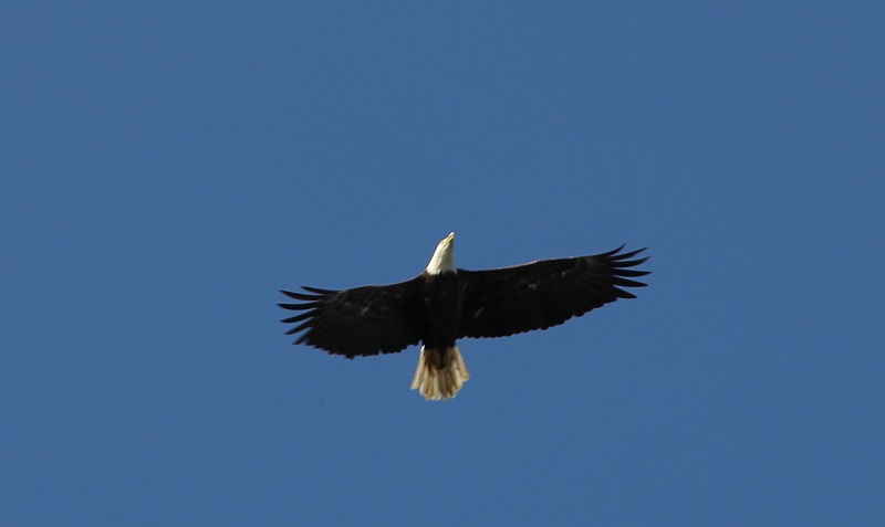 Eagle