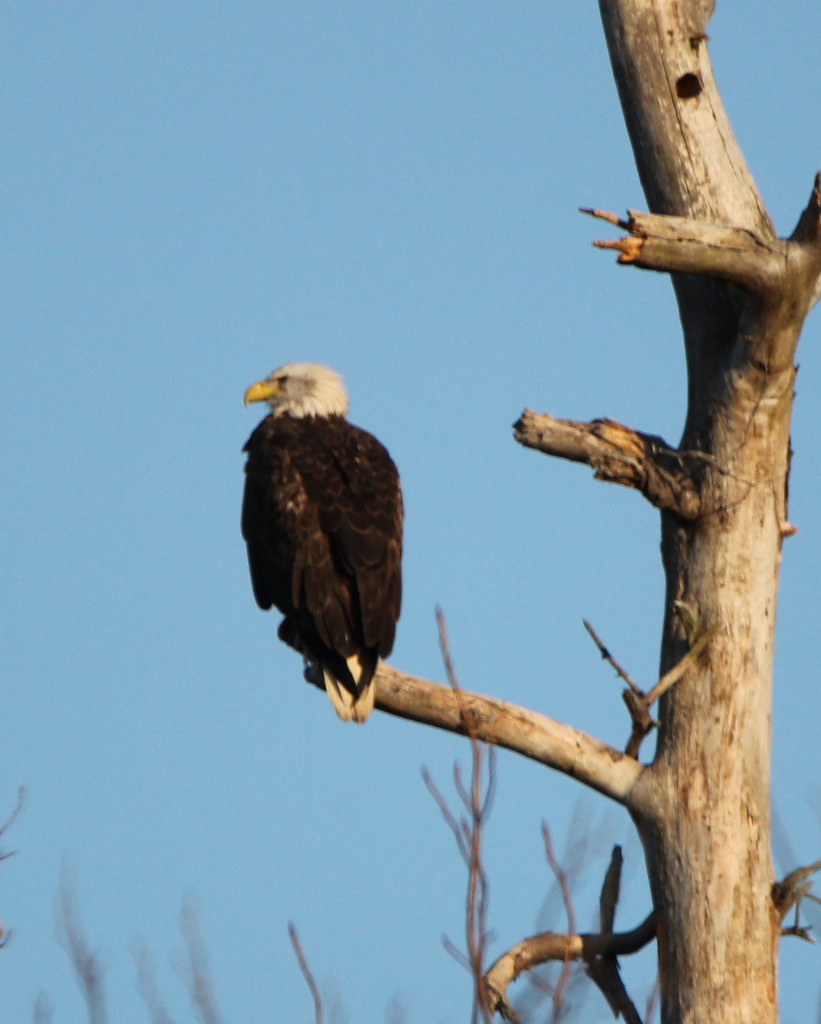 Eagle