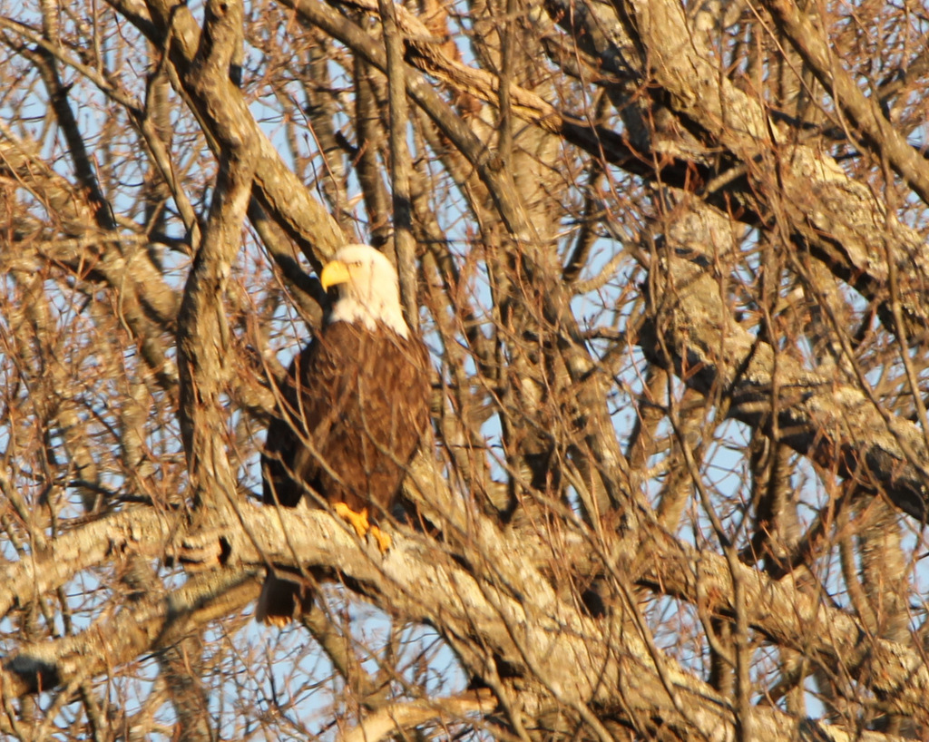 Eagle