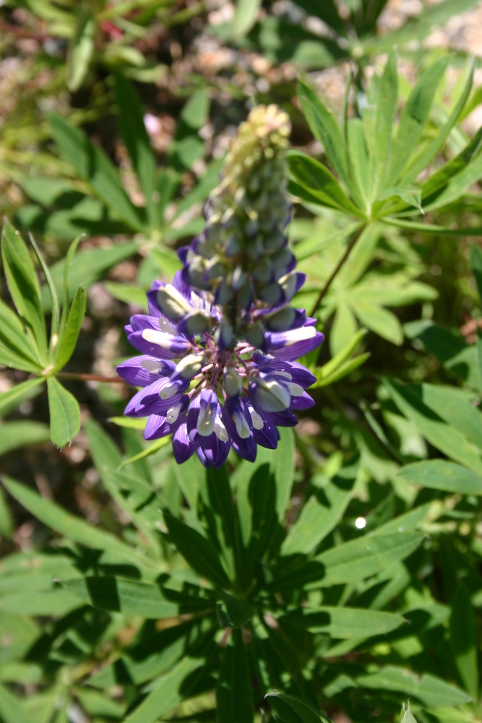 Early Lupine