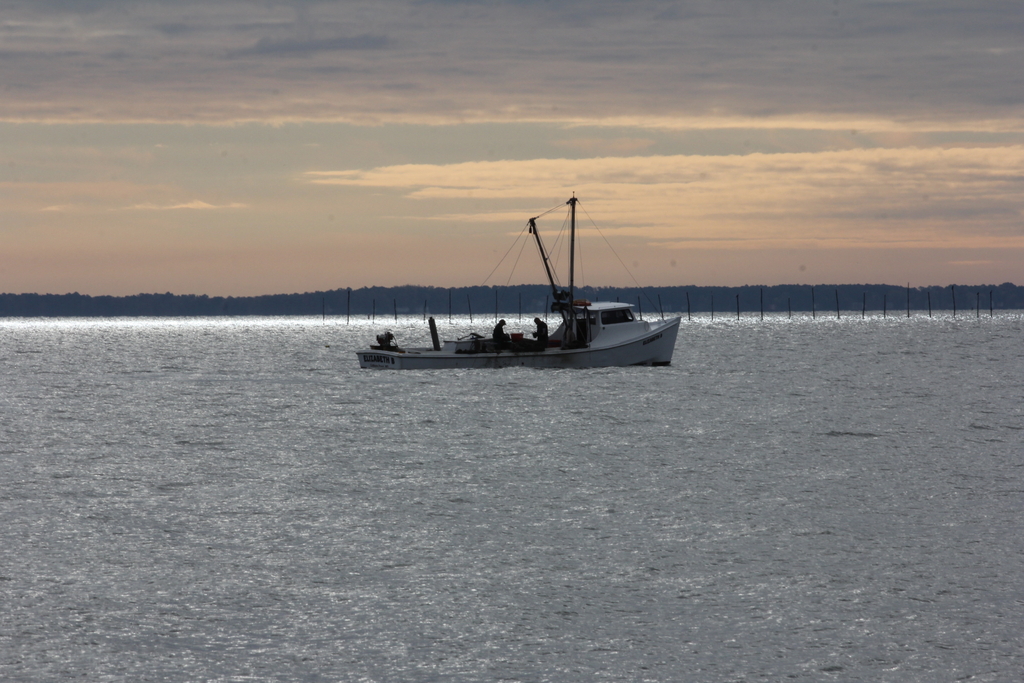 Early Morning Oystering