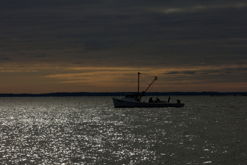 Early Morning Oystering