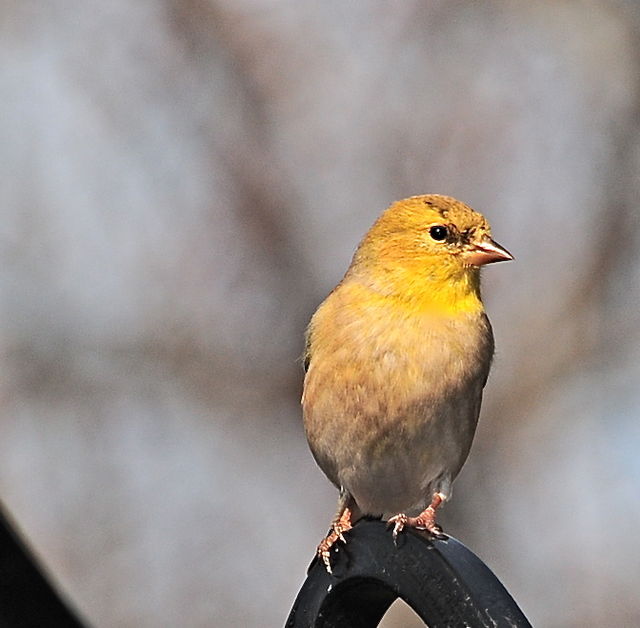 Early Spring Female Goldfinch