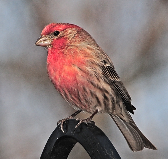 Early Spring House Finch