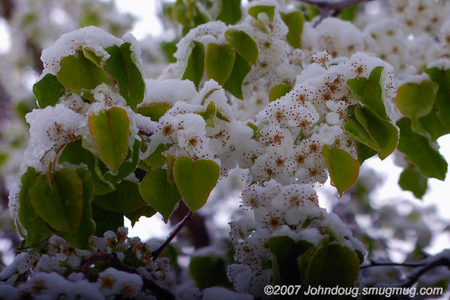 Easter Snow 3