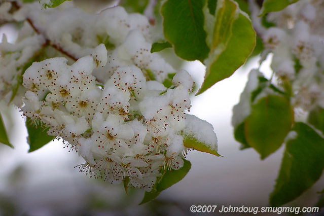 Easter Snow 4