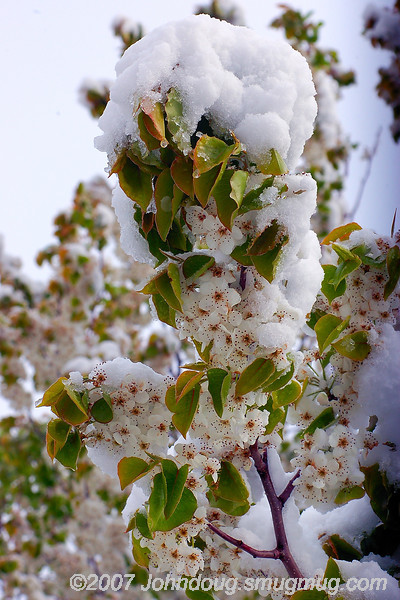 Easter Snow 5