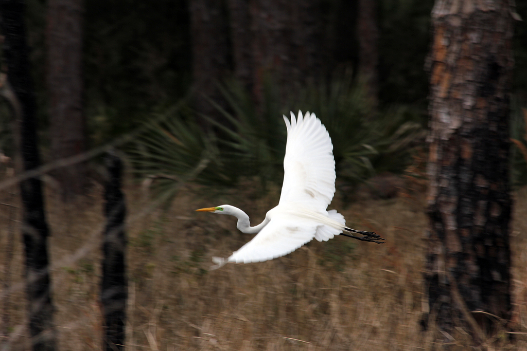 Egret