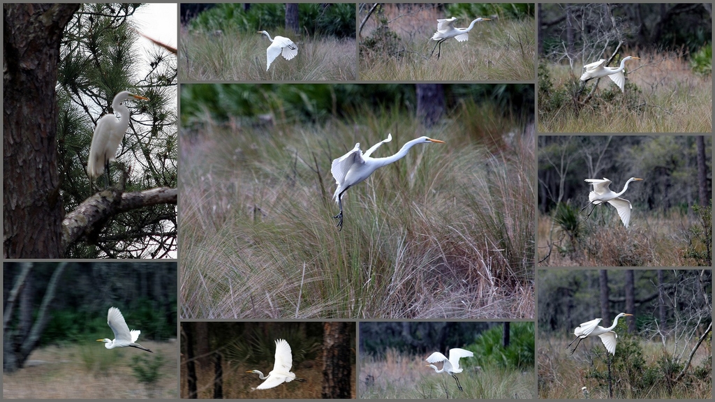 Egrets