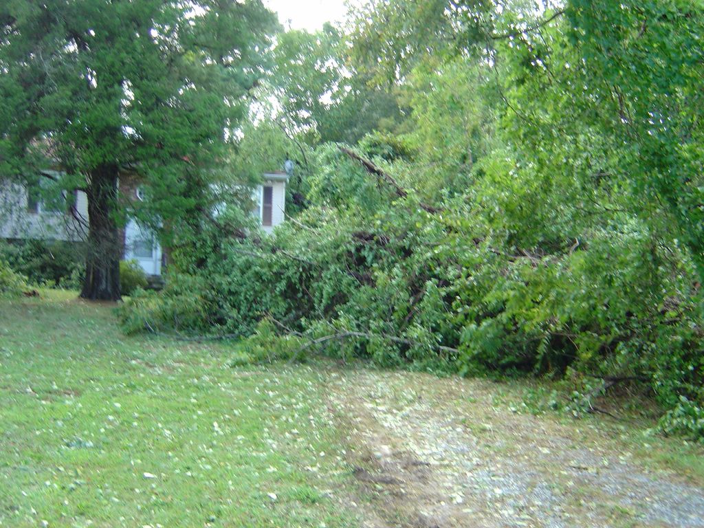 Ernesto Tree Damage