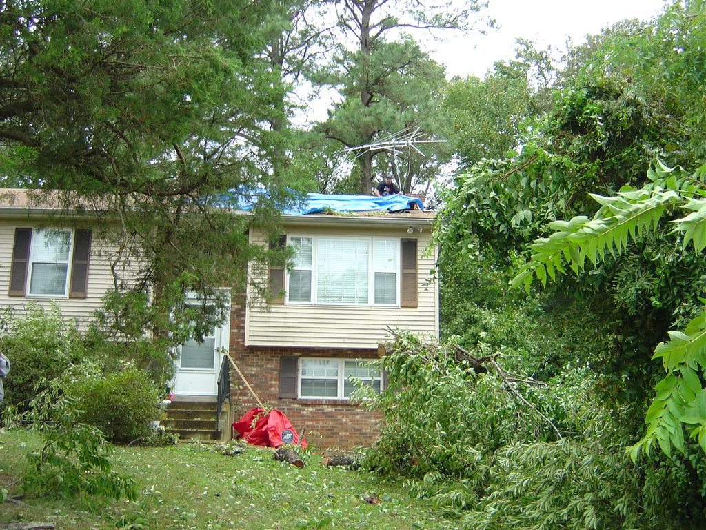 Ernesto Tree Damage