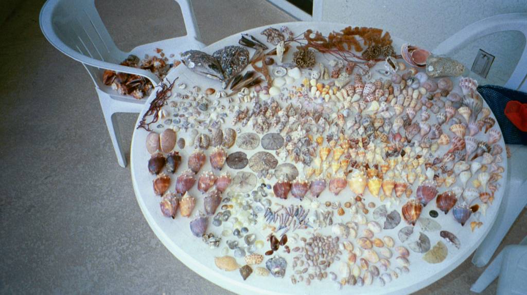 Exotic shell collection