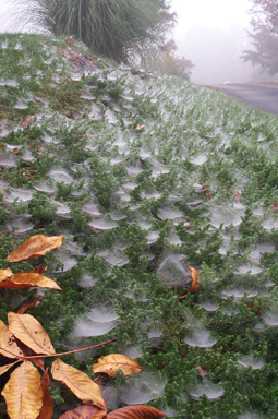 Fall Spider webs