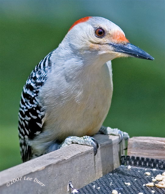 Female Red Bellied Woodpecker