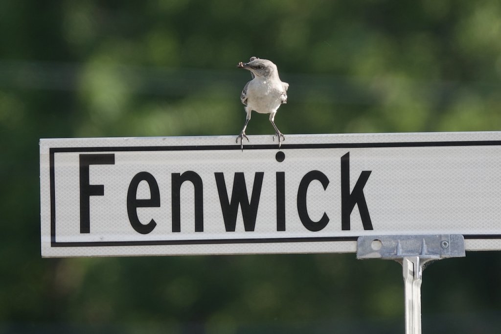 Fenwick