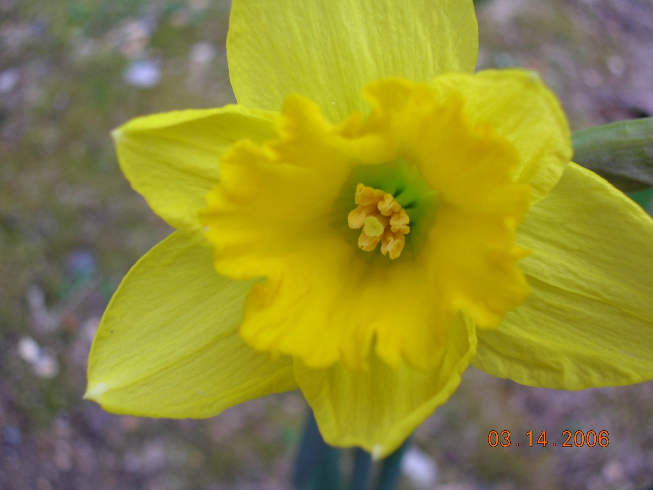 First daffodil of spring