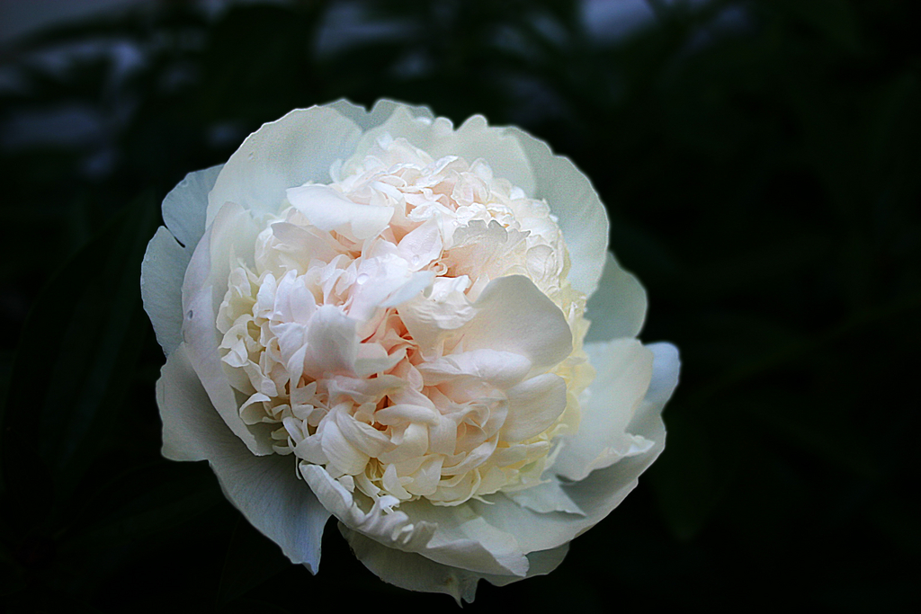 First Peony