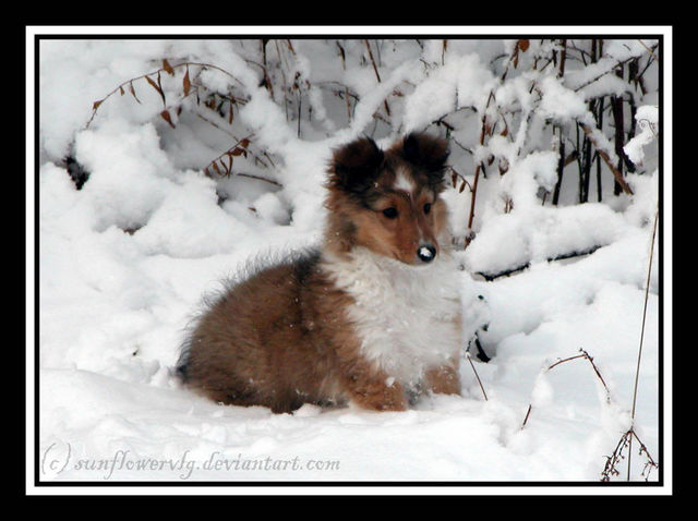 First Snow