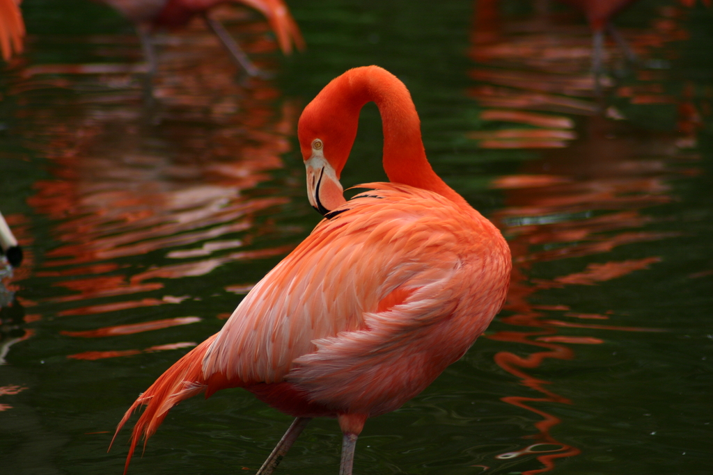 Flamingo