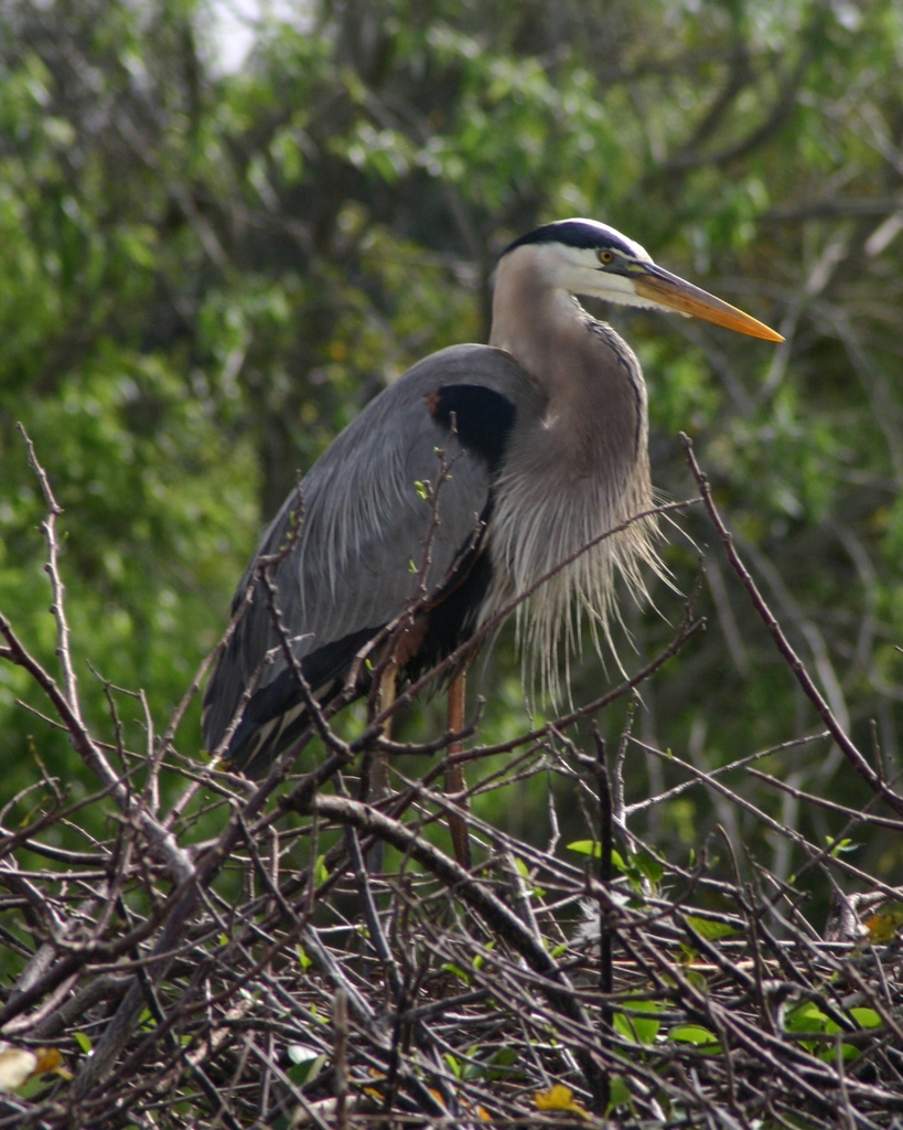 Flordia Heron