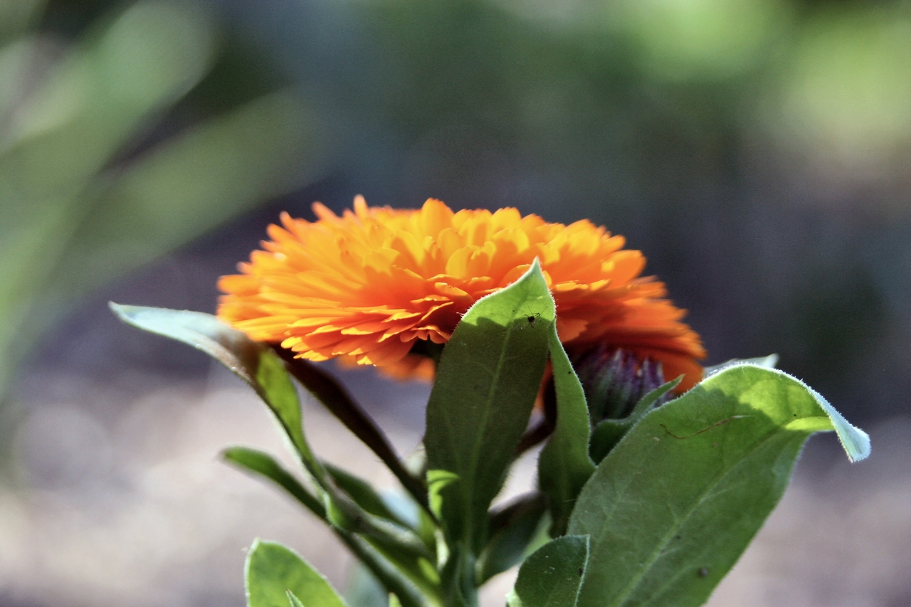 Flower @ Brookside Gardens