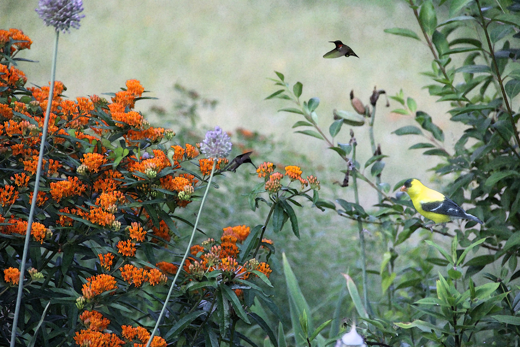 Flower Garden - Photoshopped