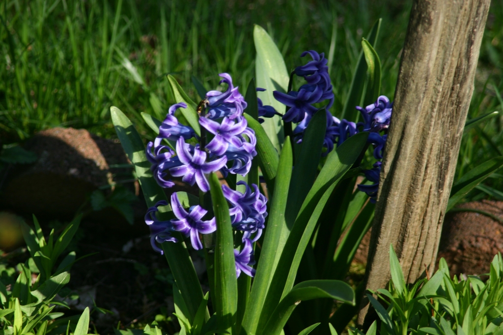 Flowers in the front yard