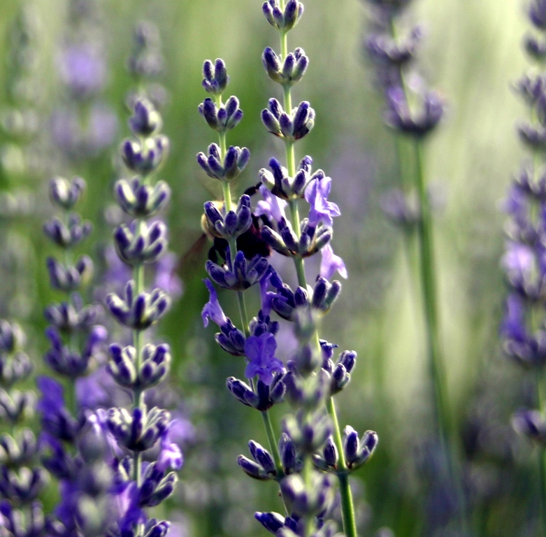 flowers in the yard