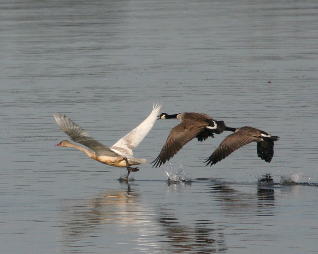 Flying Friends