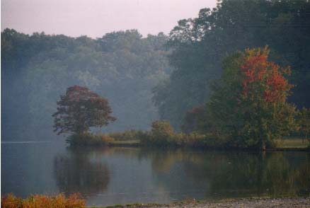 Foggy Morning