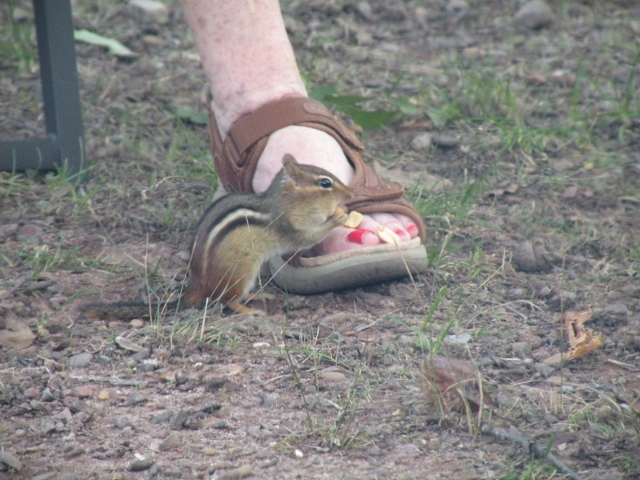 Friendly Creatures