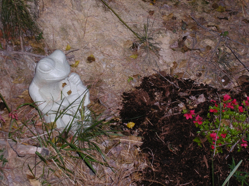 Frog and azaleas