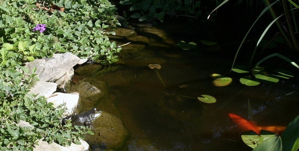 Frog at the pond