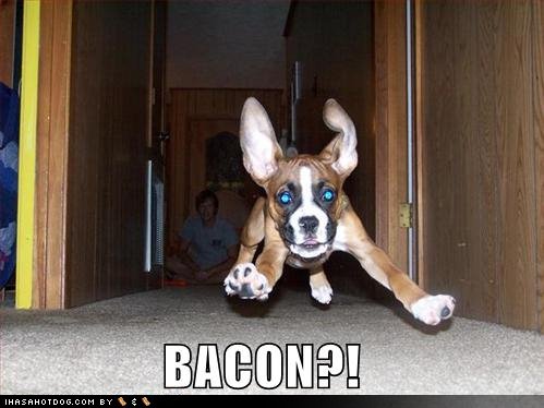 Funny dog cheap bacon