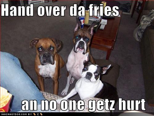 funny-dog-pictures-dogs-suggest-that-you-hand-over-the-fries