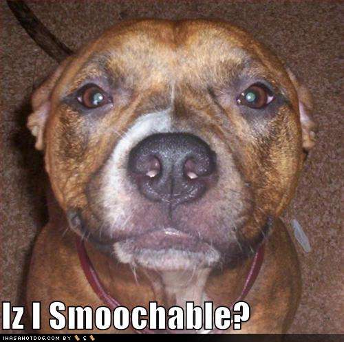 funny-dog-pictures-iz-i-smoochable