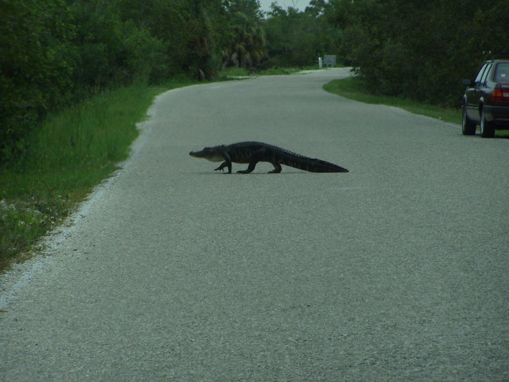 Gator Crossing