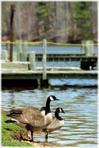 Geese at Gilbert Run