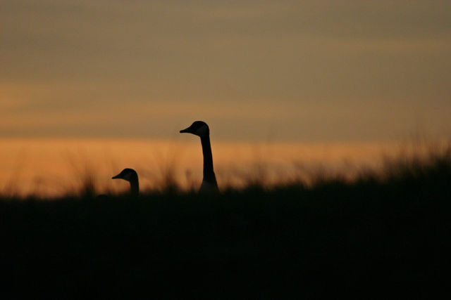 Geese at Sunset