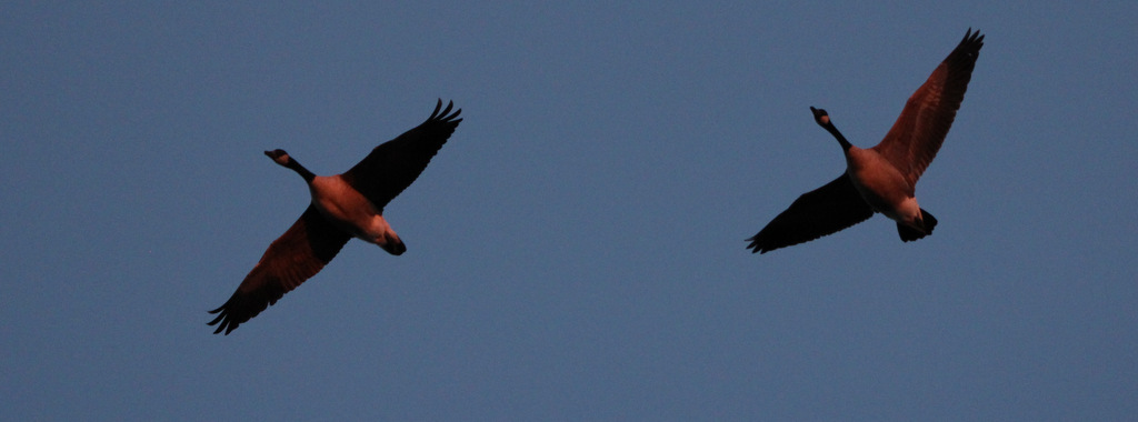 Geese at Sunset