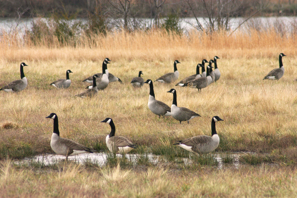 Geese in Field