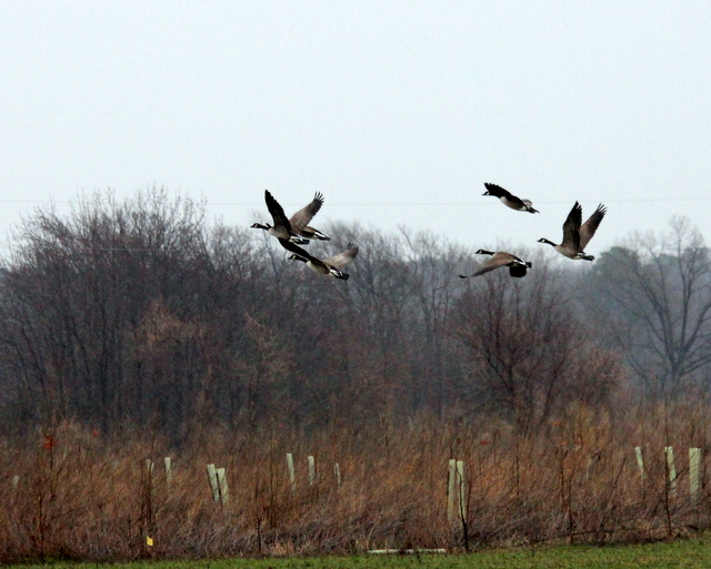 Geese in Flight