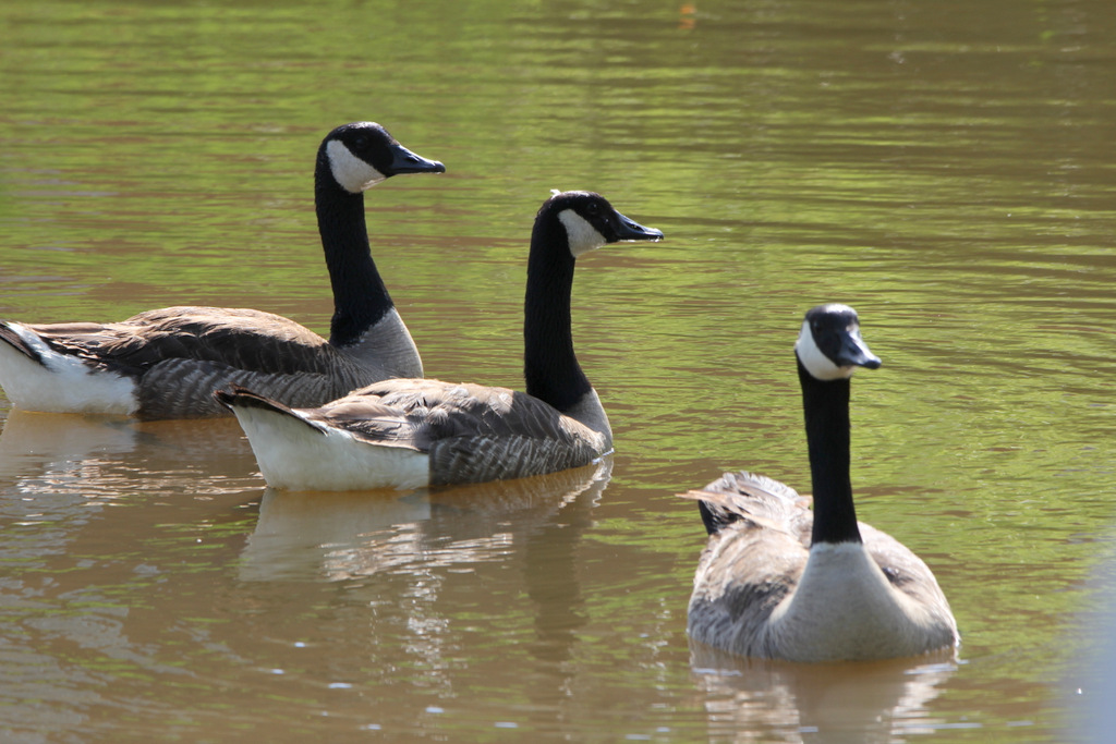 Geese