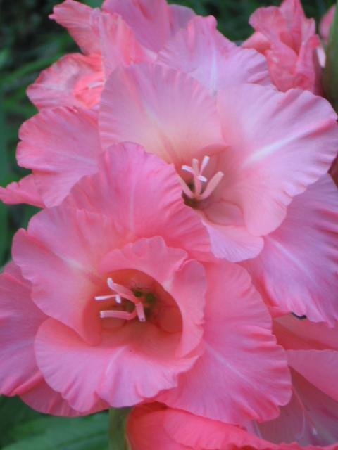 Gladiola Perfection