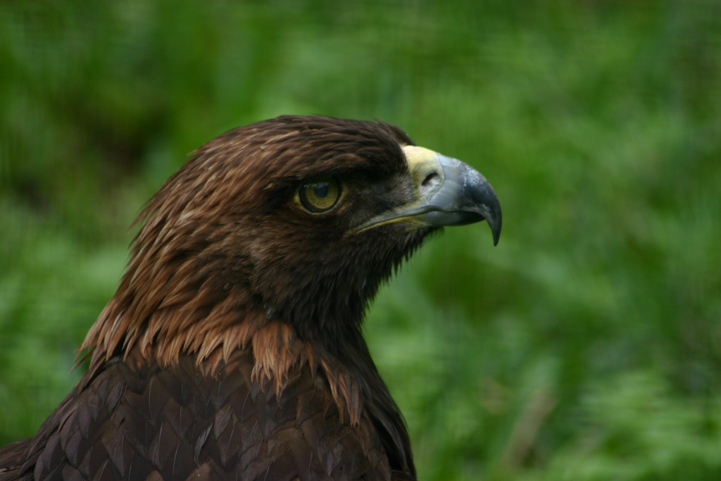 Golden Eagle