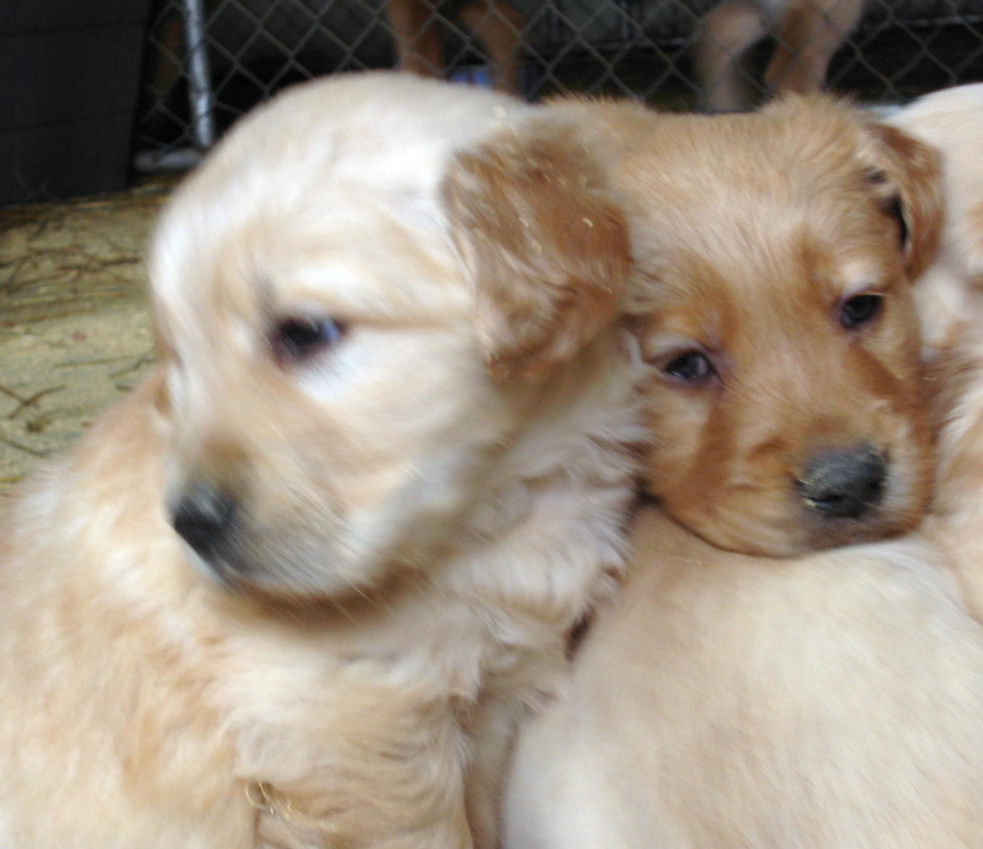 golden retriever puppy