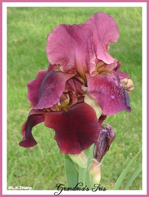 grandma's iris