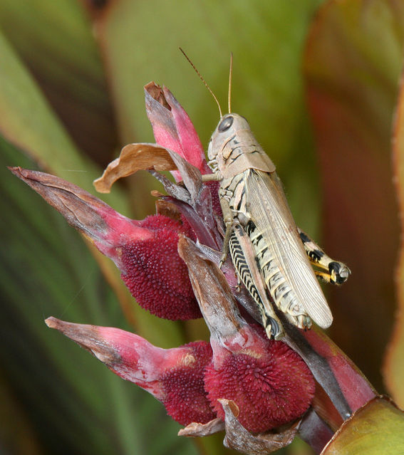 Grasshopper At Church