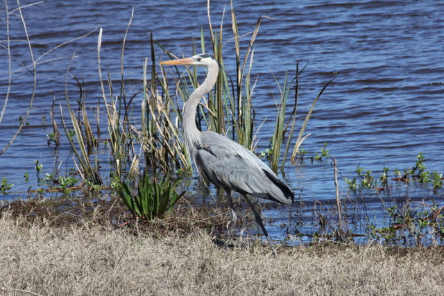 Great Heron