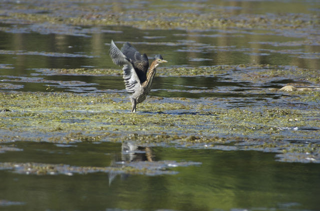 Green Heron - Bowie